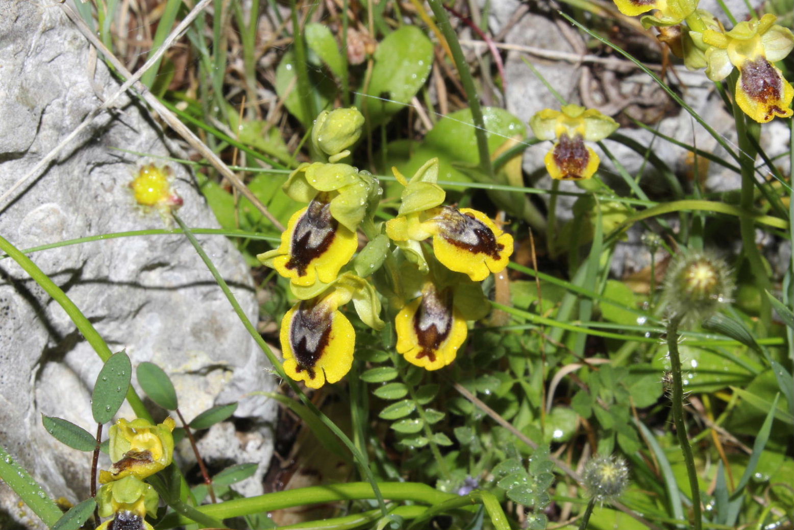 Orchidee dal promontorio del Gargano